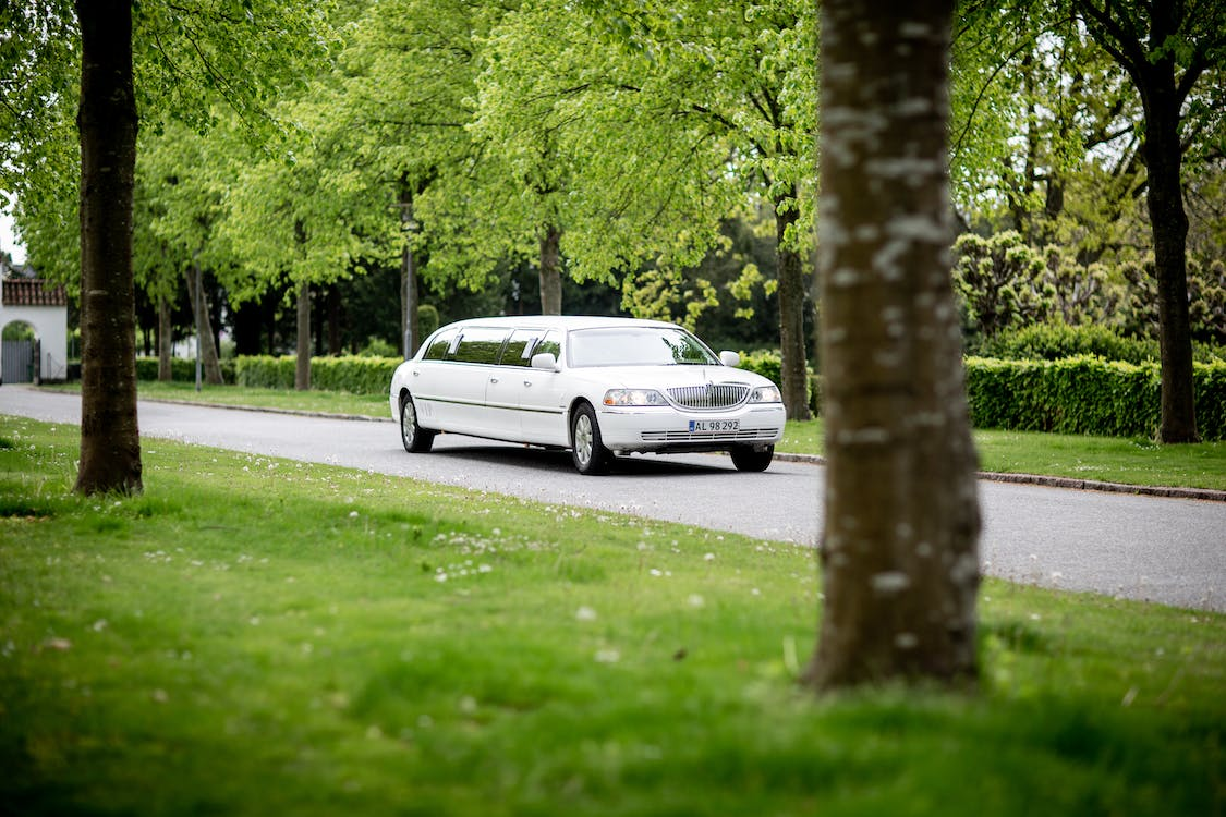 White limousine driving through the road with trees and greenery on both sides.